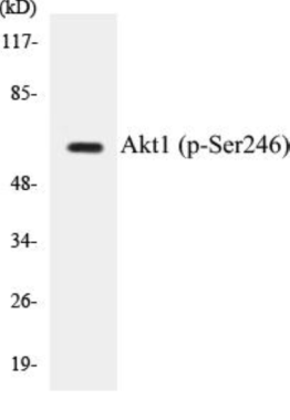 Phospho-Akt1 (Ser246) Colorimetric Cell-Based ELISA Kit