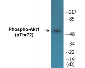 Phospho-Akt1 (Thr72) Colorimetric Cell-Based ELISA Kit
