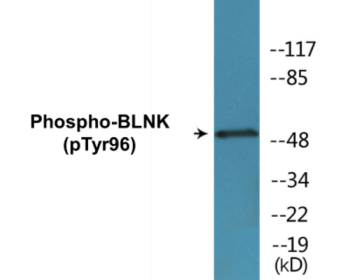 Phospho-BLNK (Tyr96) Colorimetric Cell-Based ELISA Kit