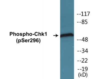 Phospho-Chk1 (Ser296) Colorimetric Cell-Based ELISA Kit