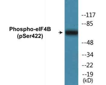 Phospho-eIF4B (Ser422) Colorimetric Cell-Based ELISA Kit