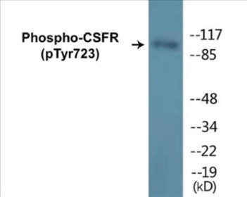 Phospho-CSFR (Tyr723) Colorimetric Cell-Based ELISA Kit