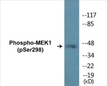 Phospho-MEK1 (Ser298) Colorimetric Cell-Based ELISA Kit