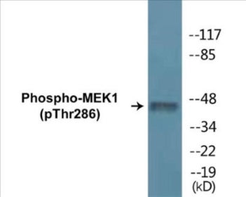 Phospho-MEK1 (Thr286) Colorimetric Cell-Based ELISA Kit