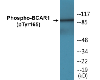 Phospho-BCAR1 (Tyr165) Colorimetric Cell-Based ELISA Kit