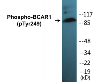 Phospho-BCAR1 (Tyr249) Colorimetric Cell-Based ELISA Kit