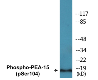 Phospho-PEA-15 (Ser104) Colorimetric Cell-Based ELISA Kit