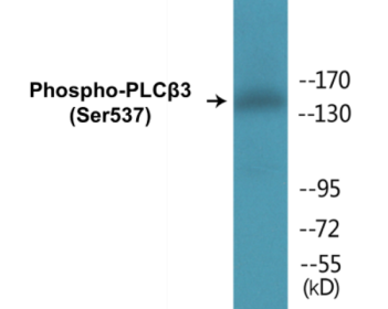 Phospho-PLCbeta3 (Ser537) Colorimetric Cell-Based ELISA Kit