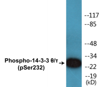 Phospho-14-3-3 theta/tau (Ser232) Colorimetric Cell-Based ELISA Kit