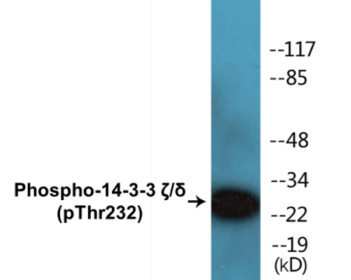 Phospho-14-3-3 zeta/delta (Thr232) Colorimetric Cell-Based ELISA Kit