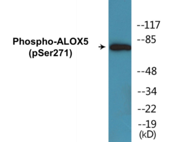 Phospho-ALOX5 (Ser271) Colorimetric Cell-Based ELISA Kit
