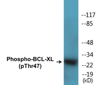 Phospho-BCL-XL (Thr47) Colorimetric Cell-Based ELISA Kit
