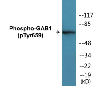 Phospho-GAB1 (Tyr659) Colorimetric Cell-Based ELISA Kit