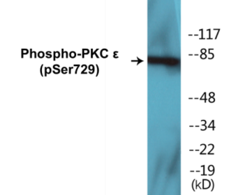 Phospho-PKC epsilon (Ser729) Colorimetric Cell-Based ELISA Kit
