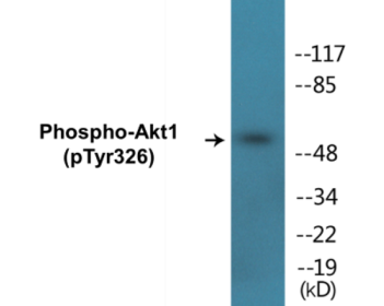 Phospho-Akt1 (Tyr326) Colorimetric Cell-Based ELISA Kit