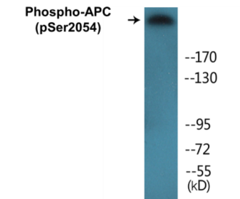 Phospho-APC (Ser2054) Colorimetric Cell-Based ELISA Kit