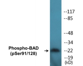 Phospho-BAD (Ser91/128) Colorimetric Cell-Based ELISA Kit