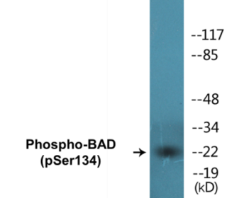 Phospho-BAD (Ser134) Colorimetric Cell-Based ELISA Kit
