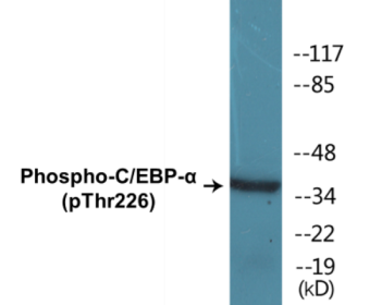Phospho-C/EBP-alpha (Thr226) Colorimetric Cell-Based ELISA Kit