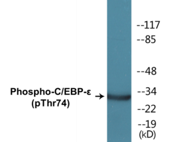 Phospho-C/EBP-epsilon (Thr74) Colorimetric Cell-Based ELISA Kit