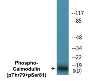 Phospho-Calmodulin (Thr79+Ser81) Colorimetric Cell-Based ELISA Kit