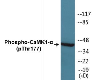 Phospho-CaMK1-alpha (Thr177) Colorimetric Cell-Based ELISA Kit
