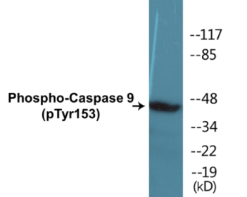 Phospho-Caspase 9 (Tyr153) Colorimetric Cell-Based ELISA Kit