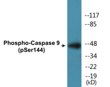 Phospho-Caspase 9 (Ser144) Colorimetric Cell-Based ELISA Kit