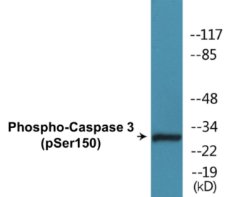 Phospho-Caspase 3 (Ser150) Colorimetric Cell-Based ELISA Kit