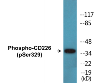 Phospho-CD226 (Ser329) Colorimetric Cell-Based ELISA Kit