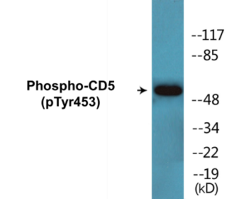 Phospho-CD5 (Tyr453) Colorimetric Cell-Based ELISA Kit