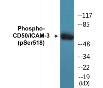 Phospho-CD50/ICAM-3 (Ser518) Colorimetric Cell-Based ELISA Kit