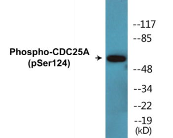 Phospho-CDC25A (Ser124) Colorimetric Cell-Based ELISA Kit