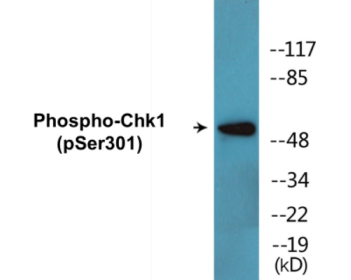 Phospho-Chk1 (Ser301) Colorimetric Cell-Based ELISA Kit
