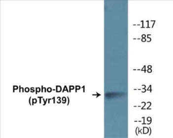 Phospho-DAPP1 (Tyr139) Colorimetric Cell-Based ELISA Kit