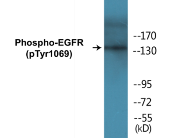 Phospho-EGFR (Tyr1069) Colorimetric Cell-Based ELISA Kit