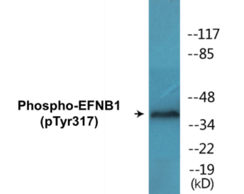Phospho-EFNB1 (Tyr317) Colorimetric Cell-Based ELISA Kit