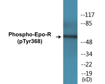 Phospho-Epo-R (Tyr368) Colorimetric Cell-Based ELISA Kit
