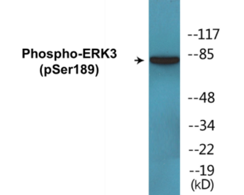 Phospho-ERK3 (Ser189) Colorimetric Cell-Based ELISA Kit