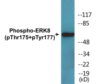 Phospho-ERK8 (Thr175+Tyr177) Colorimetric Cell-Based ELISA Kit