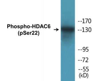 Phospho-HDAC6 (Ser22) Colorimetric Cell-Based ELISA Kit