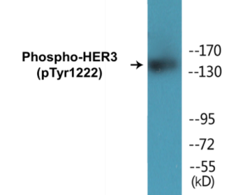 Phospho-HER3 (Tyr1222) Colorimetric Cell-Based ELISA Kit