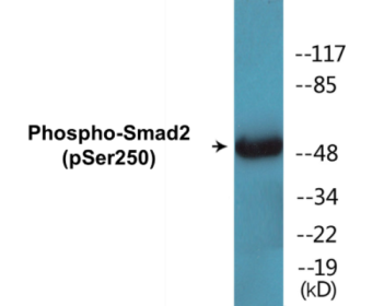 Phospho-Smad2 (Ser250) Colorimetric Cell-Based ELISA Kit