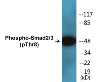 Phospho-Smad2/3 (Thr8) Colorimetric Cell-Based ELISA Kit
