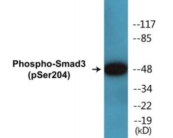 Phospho-Smad3 (Ser204) Colorimetric Cell-Based ELISA Kit
