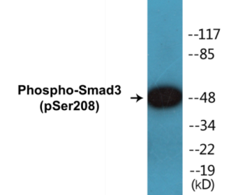Phospho-Smad3 (Ser208) Colorimetric Cell-Based ELISA Kit