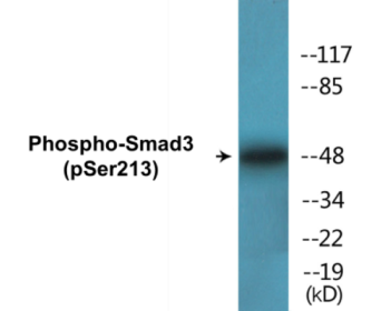 Phospho-Smad3 (Ser213) Colorimetric Cell-Based ELISA Kit