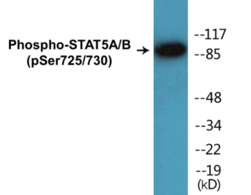 Phospho-STAT5A/B (Ser725/730) Colorimetric Cell-Based ELISA Kit