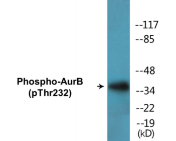 Phospho-AurB (Thr232) Colorimetric Cell-Based ELISA Kit