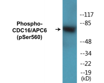 Phospho-CDC16/APC6 (Ser560) Colorimetric Cell-Based ELISA Kit